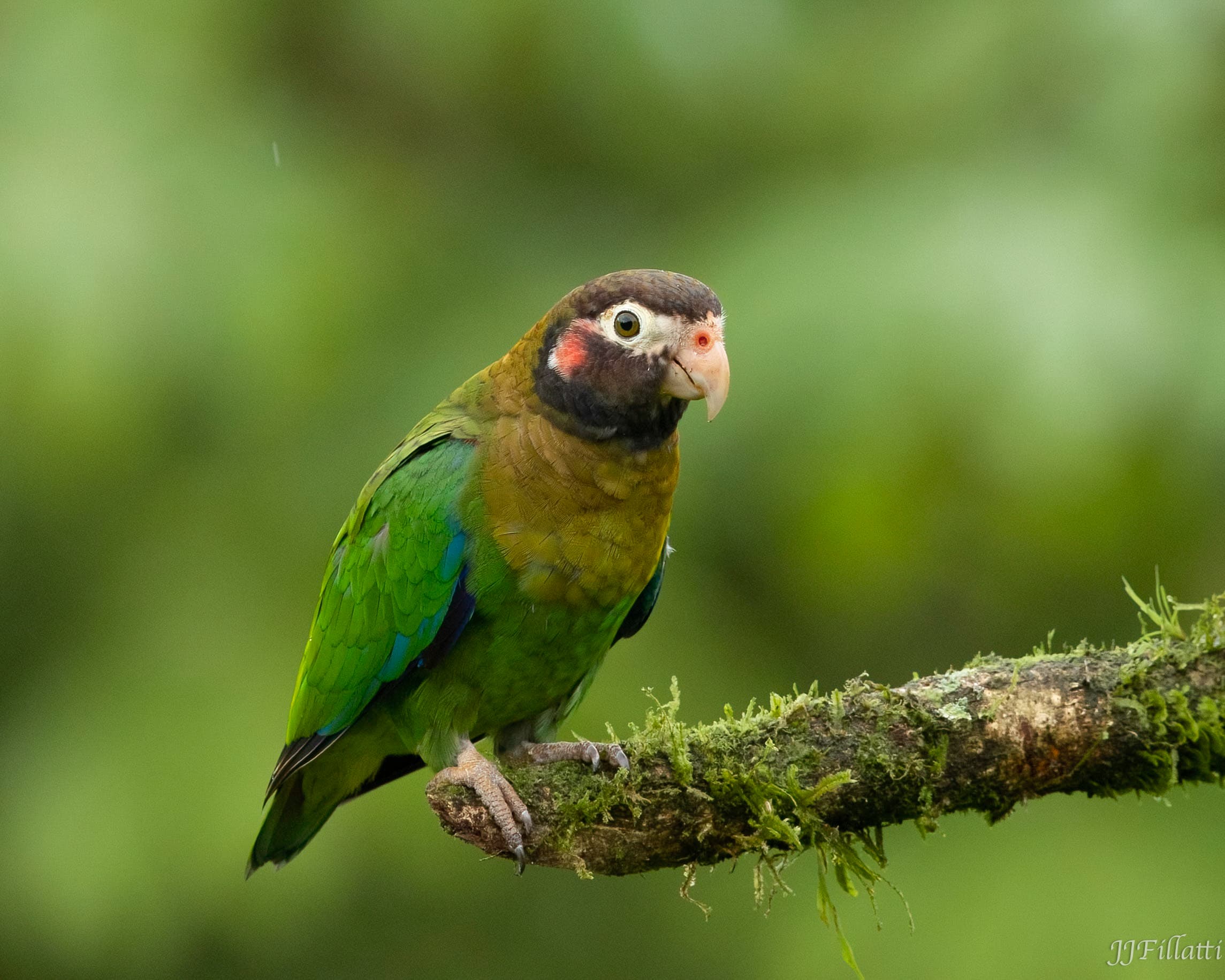 bird of Costa Rica image 15